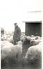 Charles France and his sheep